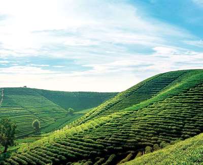 《中国茶图鉴》李韬著阅读札记 茶叶种植的精髓与智慧
