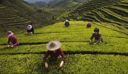一片茶园托起百姓致富梦\n\n引言\n“茶者，南方之嘉木也。”一片翠绿的茶园，不仅是自然馈赠的美景，更是乡村振兴的生动写照。从茶叶的种植、采摘到加工与销售，“一片叶子成就一个产业、富裕一方百姓”的图景在全国各地山村不断浮现。这片叶子承载着百姓的期盼，托起了致富的梦想。\n\n正文 绿色银行助增收，鼓起村民钱袋子\n过去，村民们依靠零散的劳作艰难度日。收益的波动、外出务工的漂泊，曾是无数人心中的忧虑。现如今，借助党的乡村振兴战略与水科技的灌溉，这片贫瘠土地实现了“绿水青山”向“金山银银山”的转移。“左手牵老