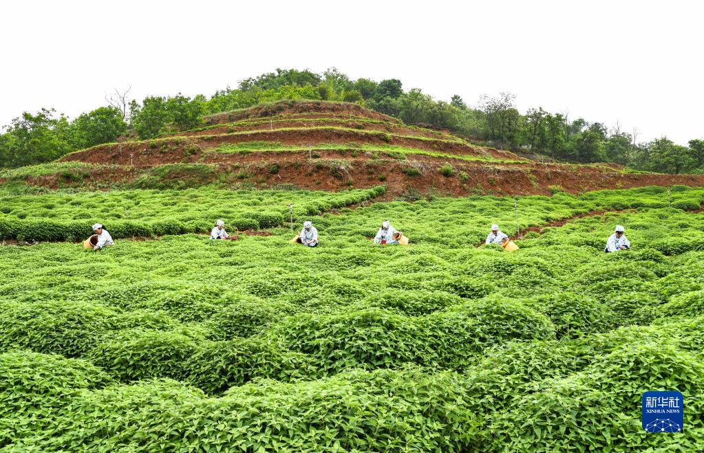 立夏将至农事忙 茶叶种植正当时