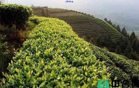 大陵茶 产地、属性与种植探析