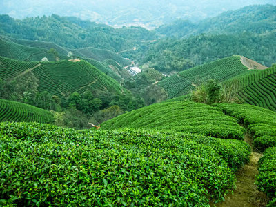 茶山