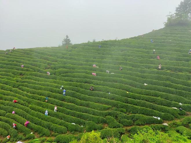 雷山银球茶荣获“中绿杯”五星产品，匠心种植铸就品质传奇
