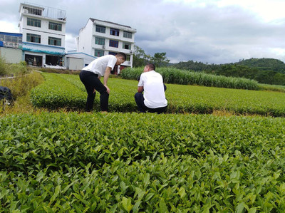 品质之源 全面解析正宗福鼎白茶苗、大毫茶苗及茶叶种子图鉴