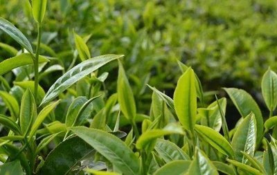 这才是普洱茶这么牛的原因