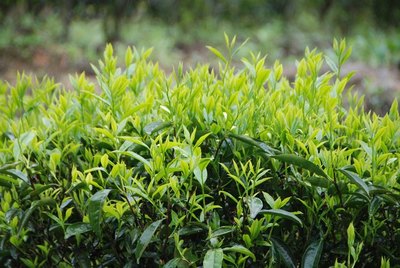 潮汕特产 茶叶种植的千年匠心与自然馈赠